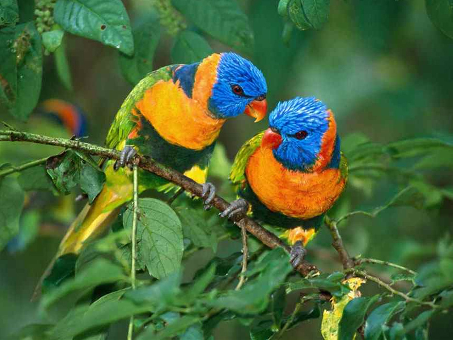 محصولات کادویی و دکوری